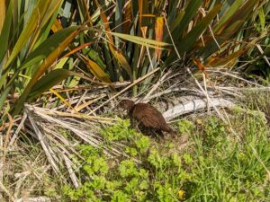 Hokitika kiwi bird