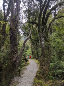 Franz Josef Glacier Douglas Walk