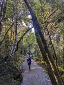 馬松森湖步道 Lake Matheson Walk