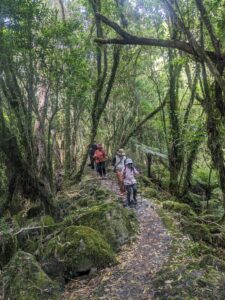 Fox Glacier South Side walk