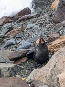 Oamaru Blue Penguin Colony