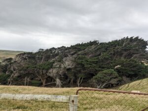 Slope Point trees